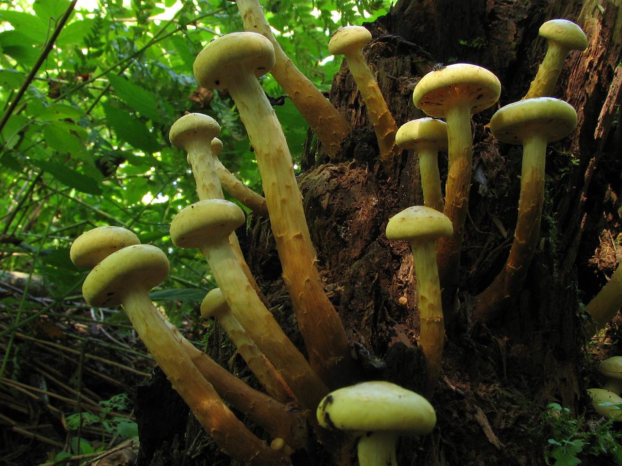 Pholiota alnicola