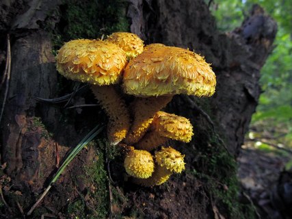 Pholiota flammans