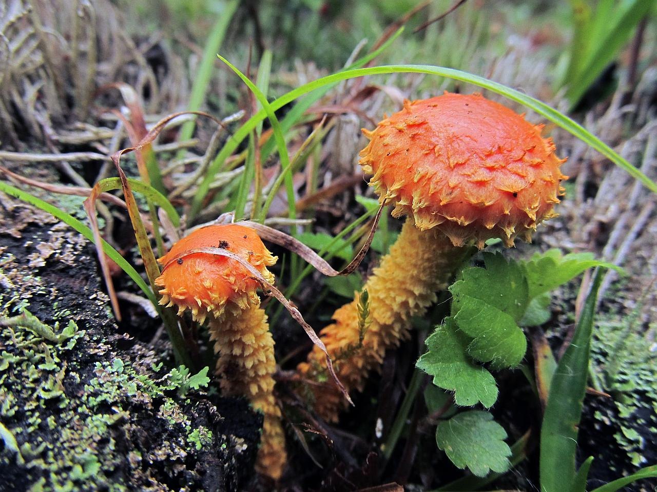Pholiota flammans