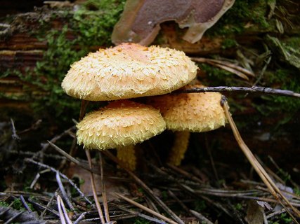Pholiota flammans