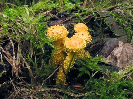 Pholiota flammans
