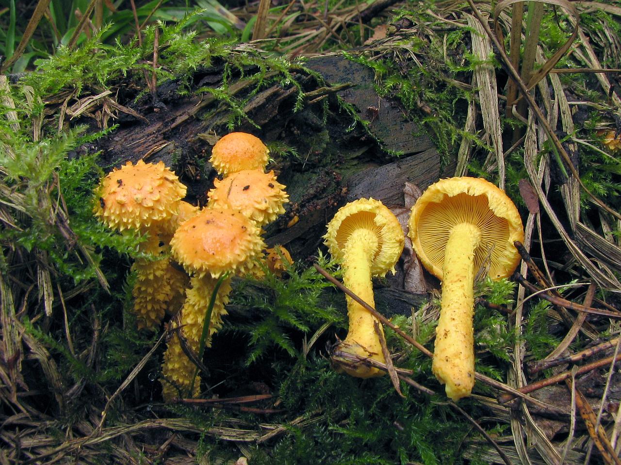 Pholiota flammans