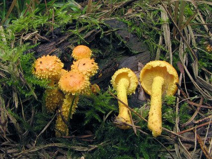 Pholiota flammans