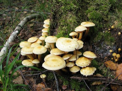 Pholiota flavida