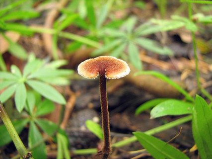 Auriscalpium vulgare