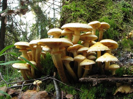 Pholiota flavida