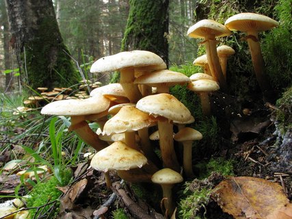 Pholiota flavida