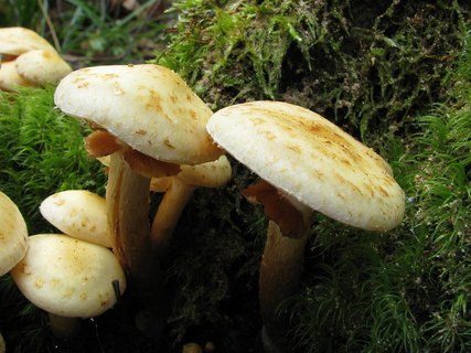 Pholiota flavida