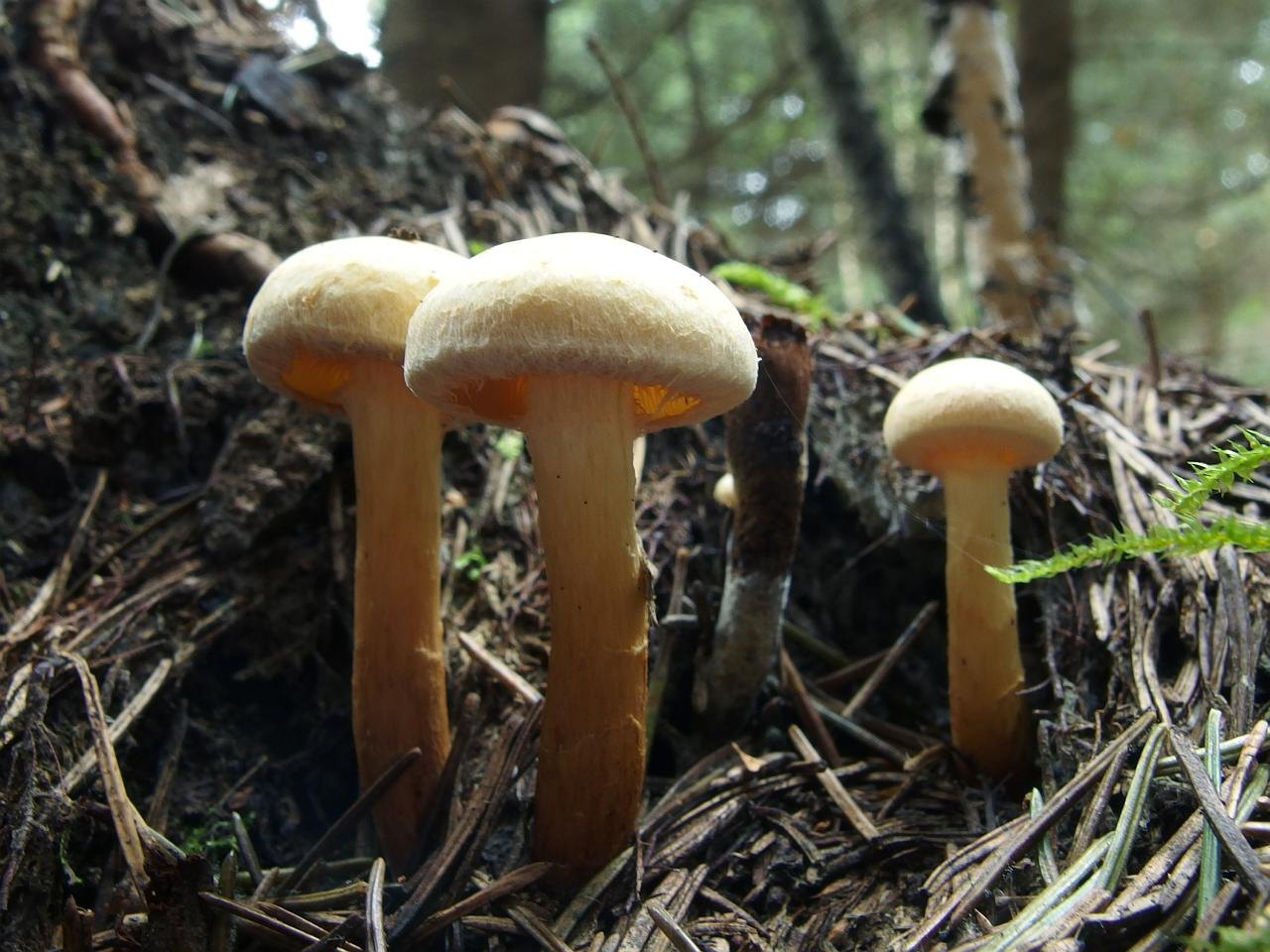 Pholiota flavida