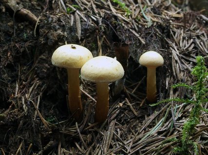 Pholiota flavida