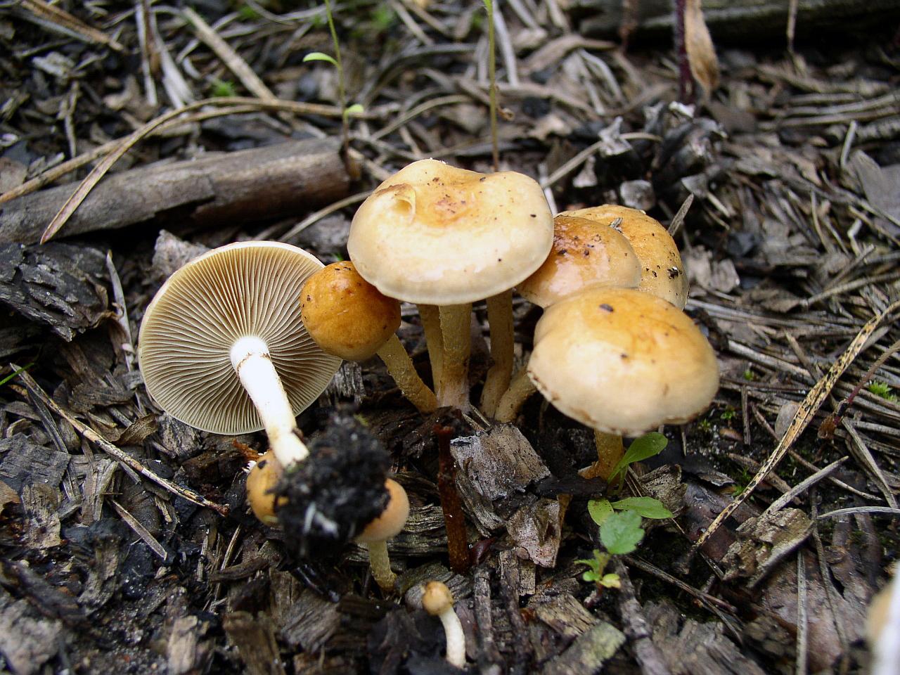 Pholiota highlandensis
