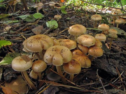 Pholiota highlandensis
