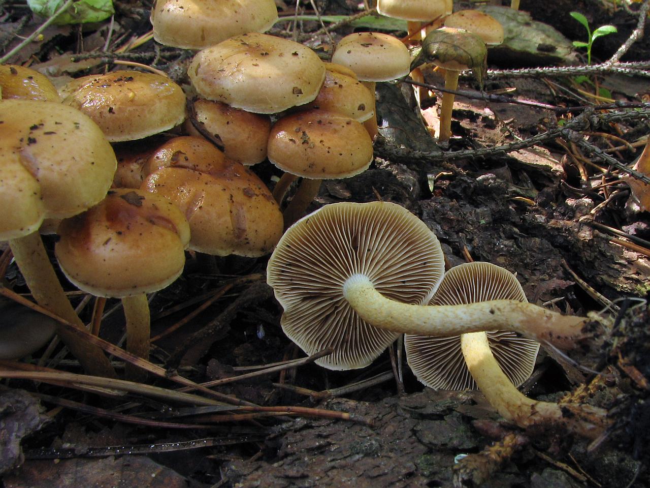 Pholiota highlandensis