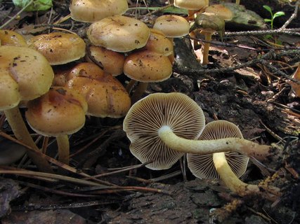 Pholiota highlandensis