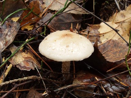 Pholiota lenta