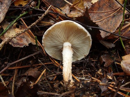 Pholiota lenta