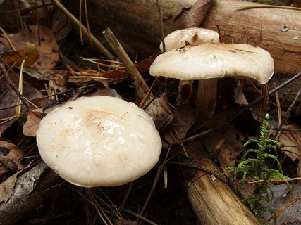 Pholiota lenta