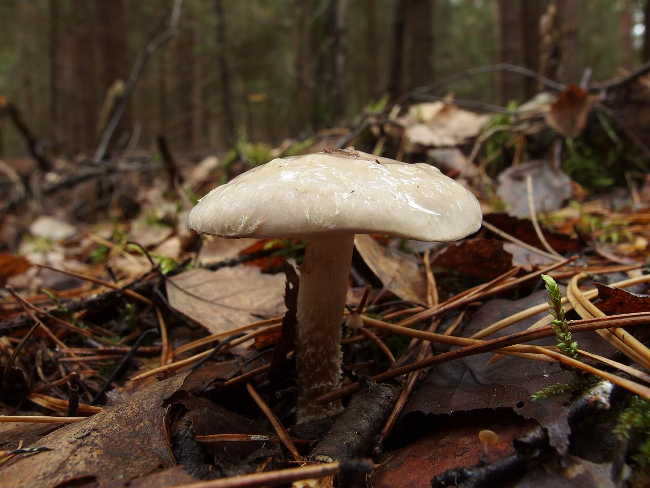 Pholiota lenta