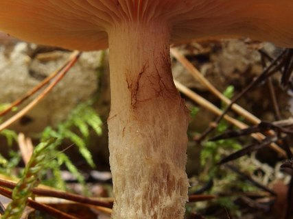 Pholiota lenta