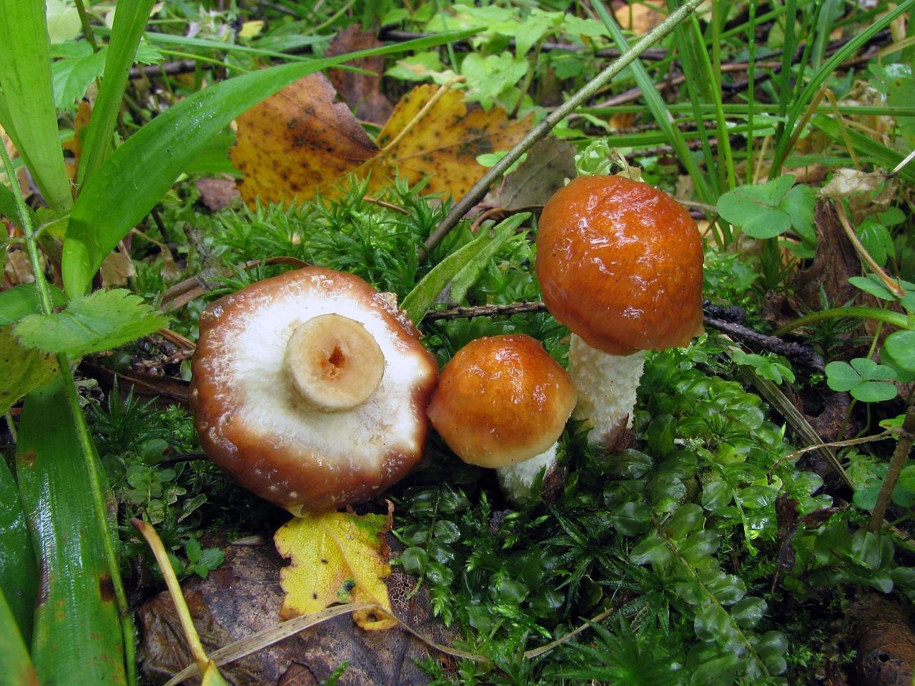 Pholiota lubrica