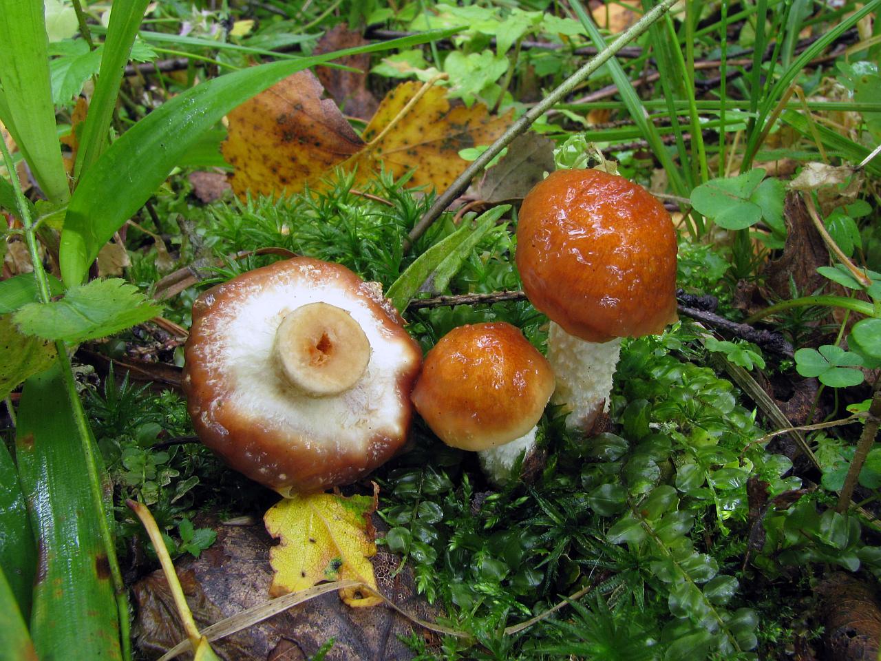Pholiota lubrica
