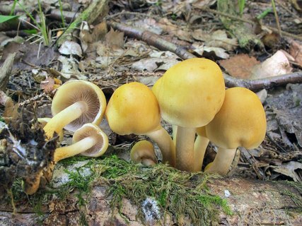 Pholiota malicola