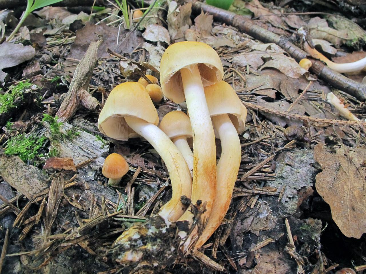 Pholiota malicola