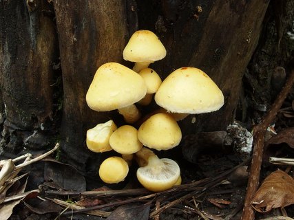 Pholiota malicola