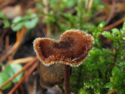Auriscalpium vulgare