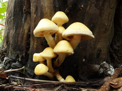Pholiota malicola