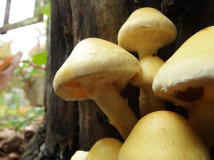 Pholiota malicola