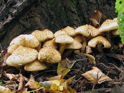 Pholiota squarrosa