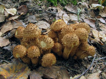 Pholiota squarrosa