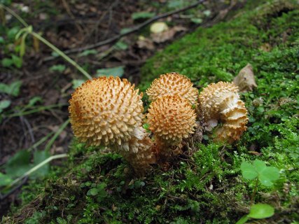 Pholiota squarrosa