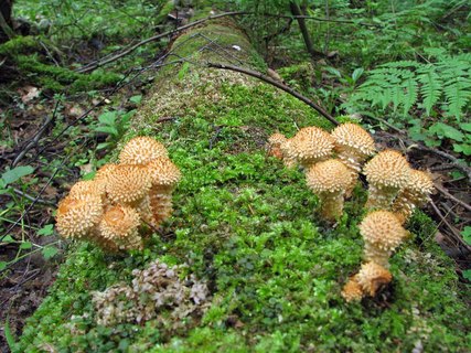 Pholiota squarrosa