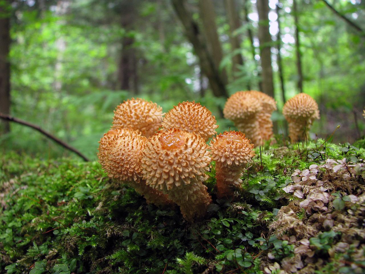 Pholiota squarrosa