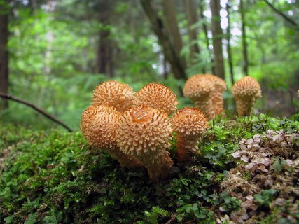 Pholiota squarrosa