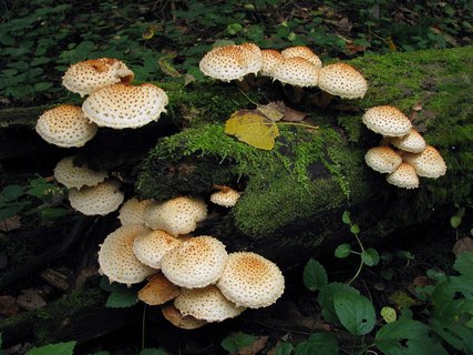 Pholiota squarrosoides