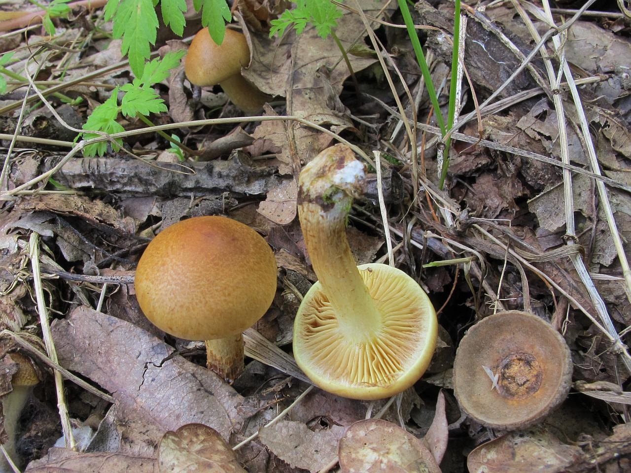 Pholiota subvelutina