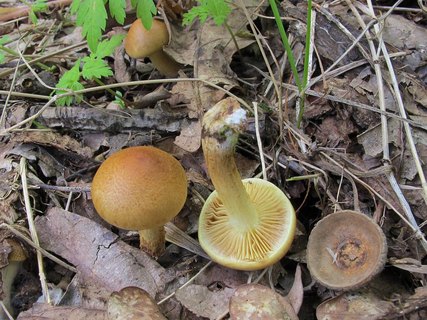 Pholiota subvelutina
