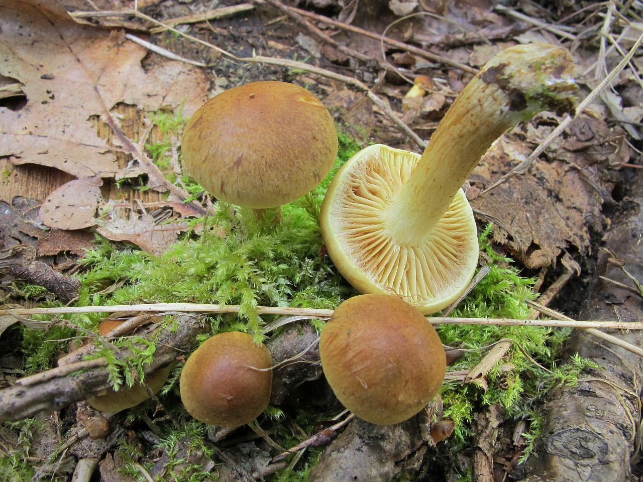 Pholiota subvelutina