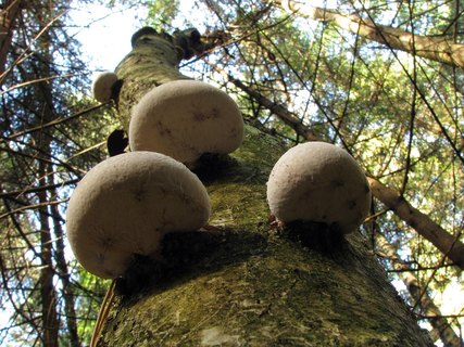 Fomitopsis betulina