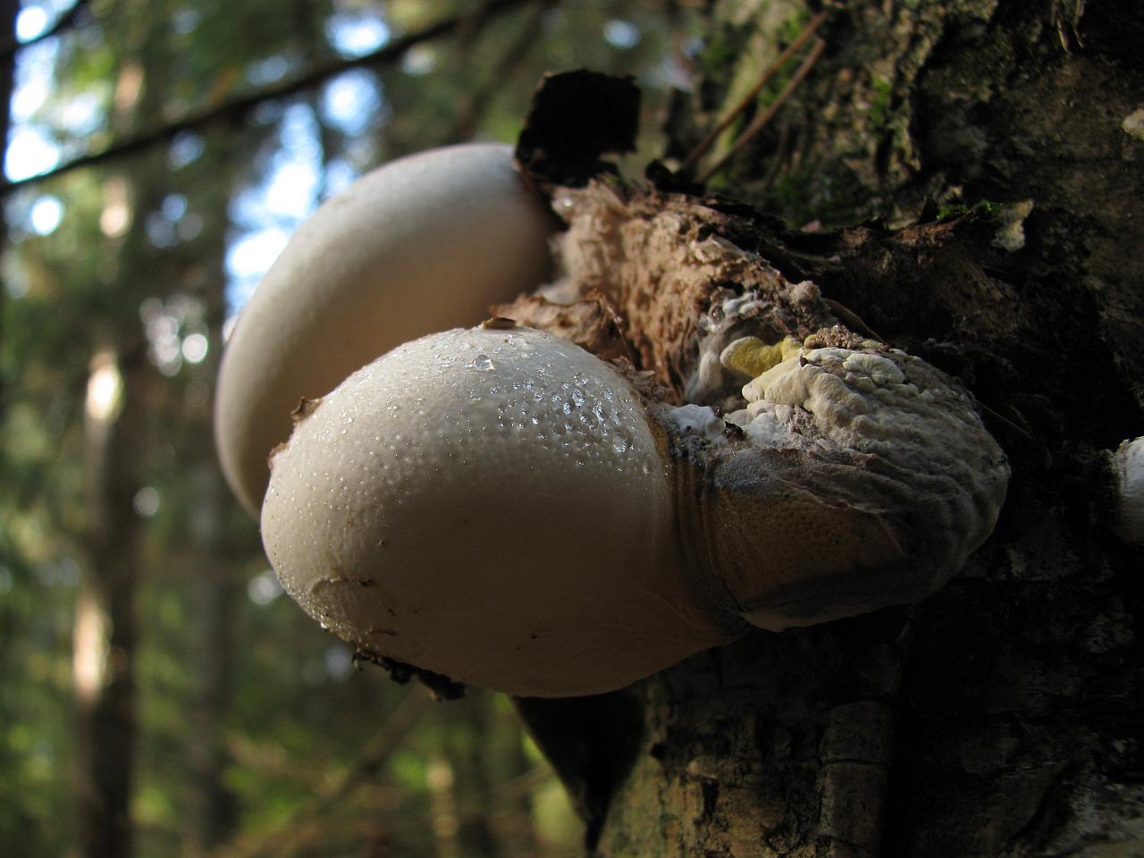 Fomitopsis betulina