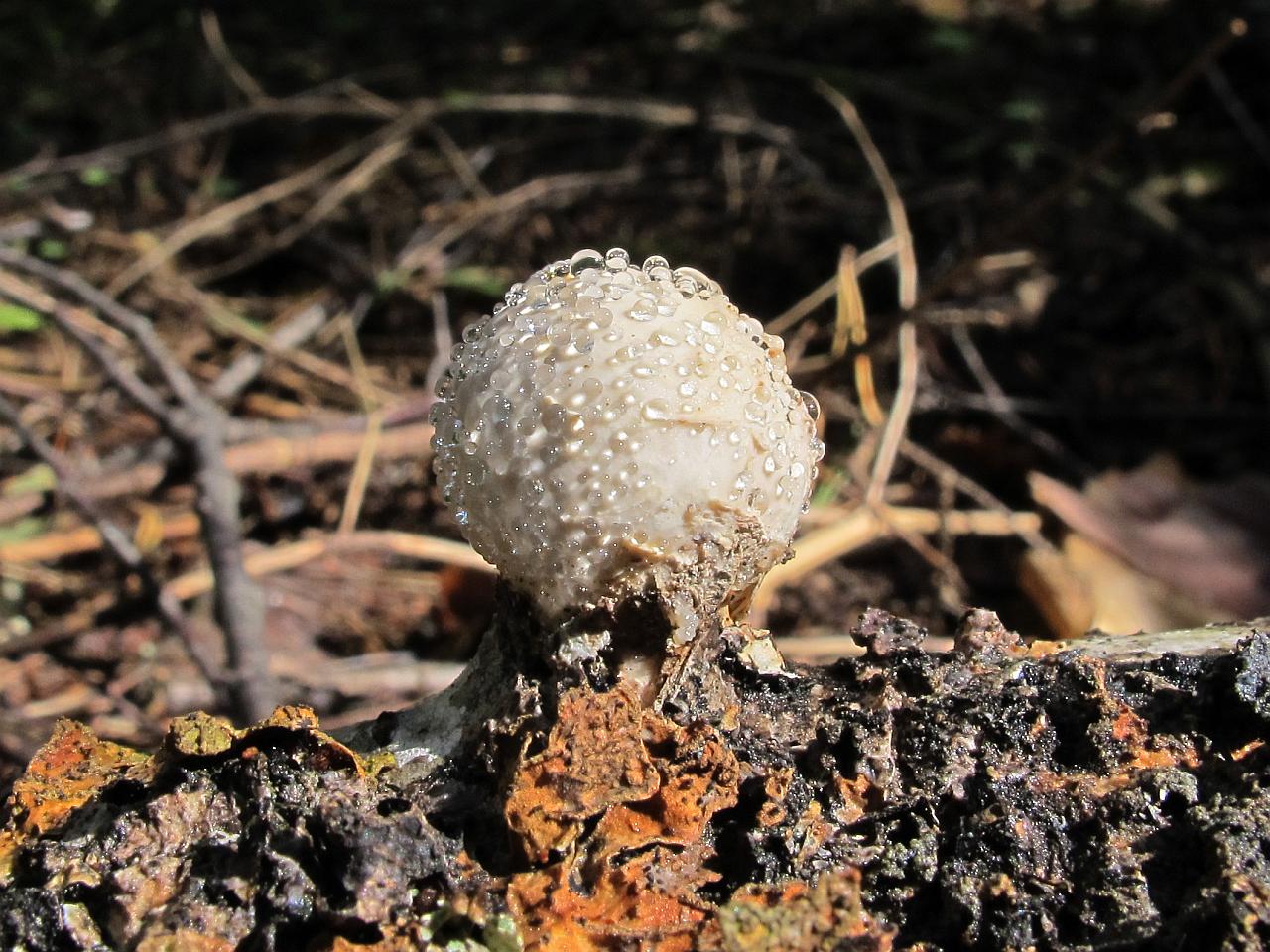 Fomitopsis betulina