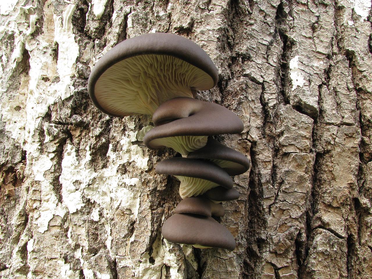 Pleurotus ostreatus