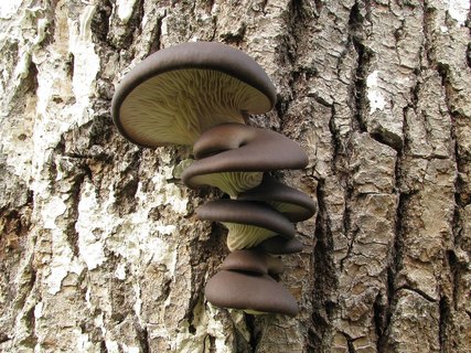 Pleurotus ostreatus