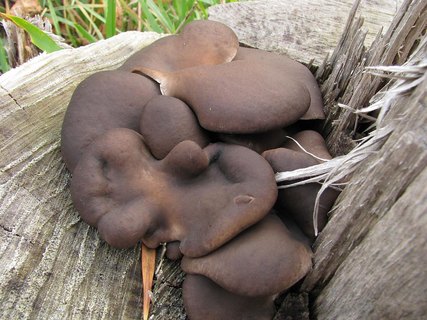 Pleurotus ostreatus