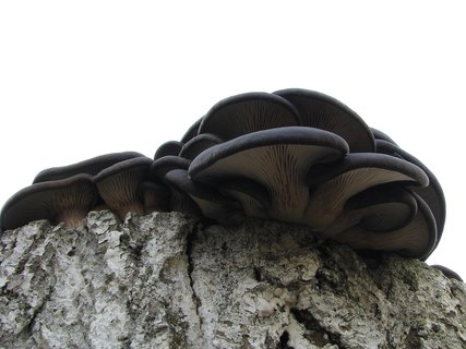 Pleurotus ostreatus