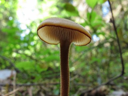 Auriscalpium vulgare