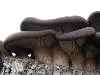 Pleurotus ostreatus